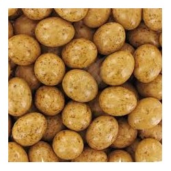 OEUFS DE MOUETTE CARAMEL SCHAAL